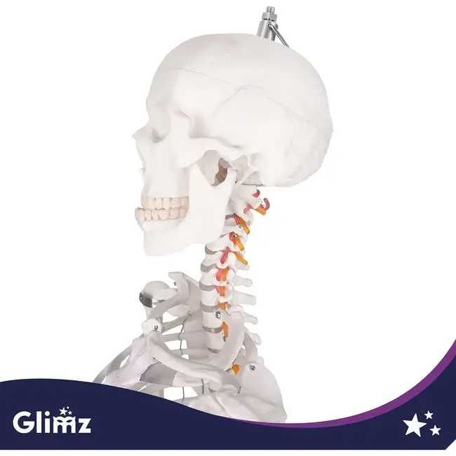 Glimz Anatomisch skelet 170 cm - schaal 1:1 - driedelige schedel en afneembare ledematen - met verrijdbare standaard en poster