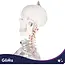Glimz Anatomisch skelet 170 cm - schaal 1:1 - driedelige schedel en afneembare ledematen - met verrijdbare standaard en poster