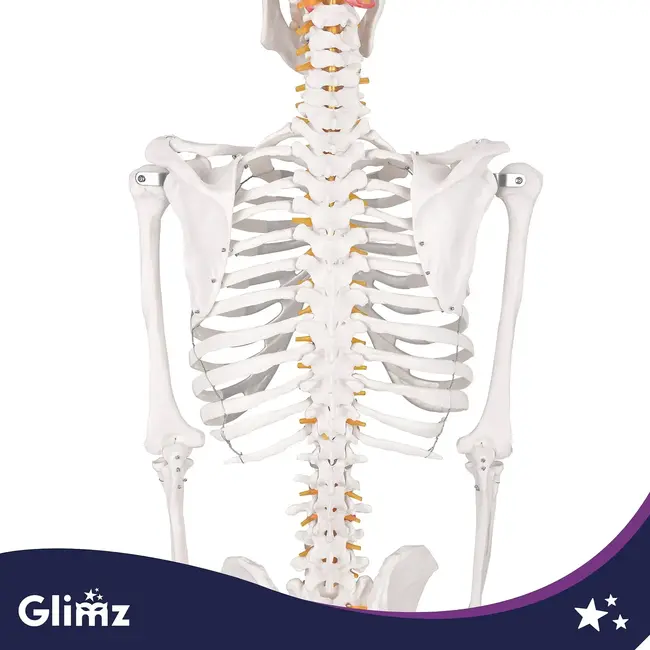 Glimz Anatomisch skelet 170 cm - schaal 1:1 - driedelige schedel en afneembare ledematen - met verrijdbare standaard en poster