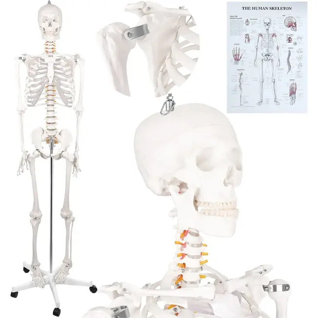 Glimz Anatomisch skelet 170 cm - schaal 1:1 - driedelige schedel en afneembare ledematen - met verrijdbare standaard en poster