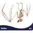 Glimz Vleermuisskelet 30 cm hangdecoratie voor Halloween in botkleur
