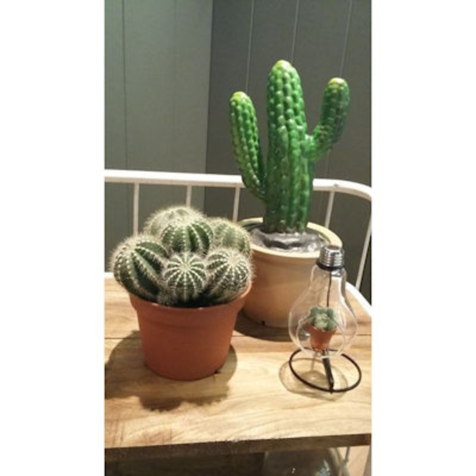 Cactus in pot Lamp LED western model
