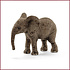 Afrikaanse Olifant Baby