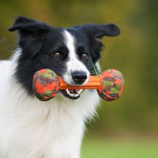 Afbeelding Hondenspeelgoed Kleine Halter door Petsonline