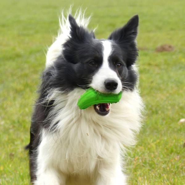 Afbeelding Hondenspeelgoed Zucchini door Petsonline