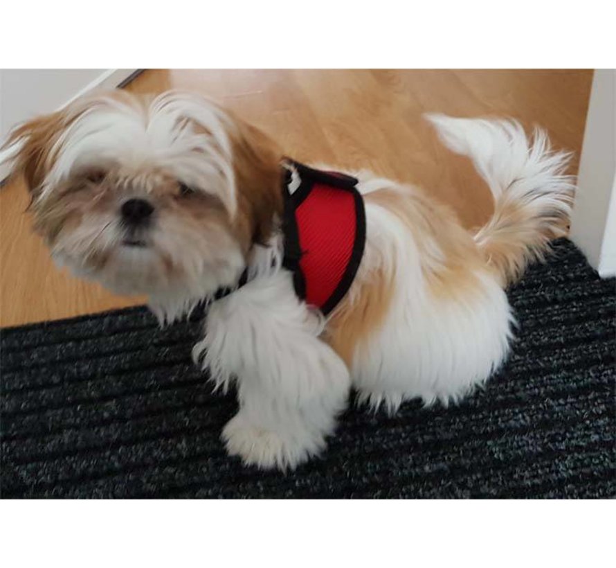 Dog Harness Comfy Harness Mesh Red