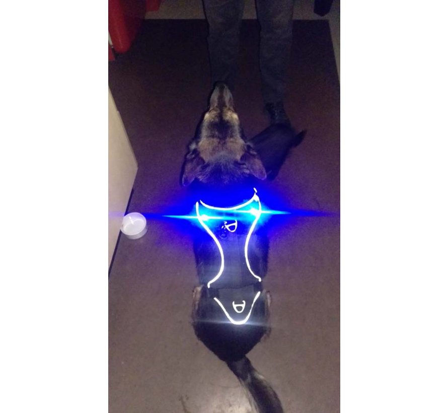 Luumi Dog Safety Light Black – Set of 2