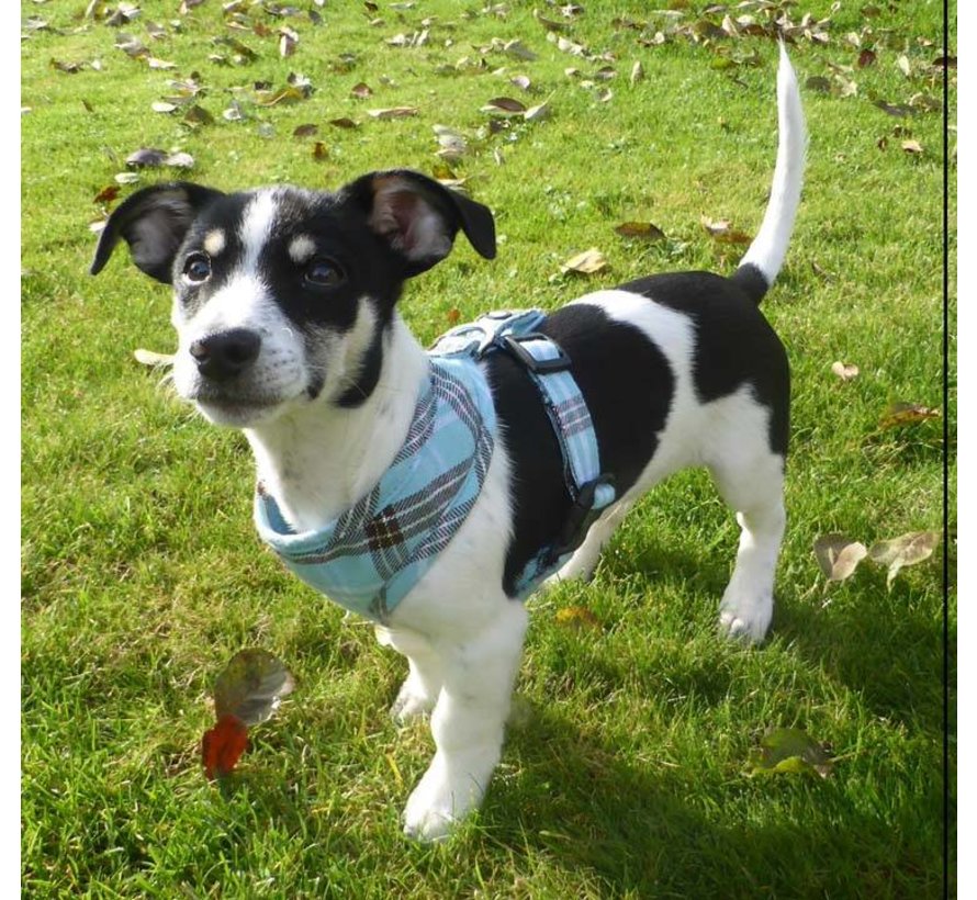 Dog Harness Round Loop Harness Scottish Turquoise