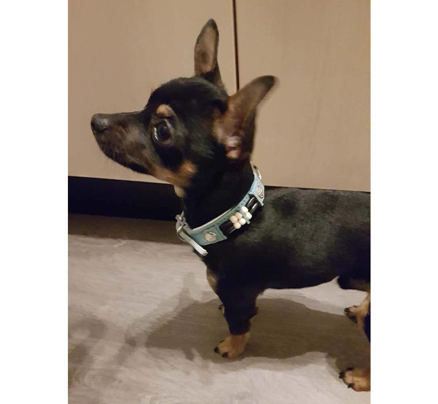 Hondenhalsband Baby Blue Eagle