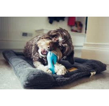 West Paw Dog Toy Zogoflex Qwizl Aqua