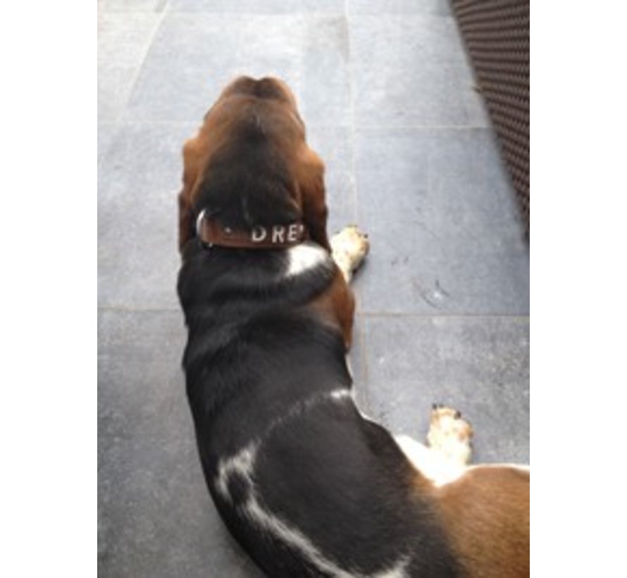 Dog Collar With Name Brown (Large)