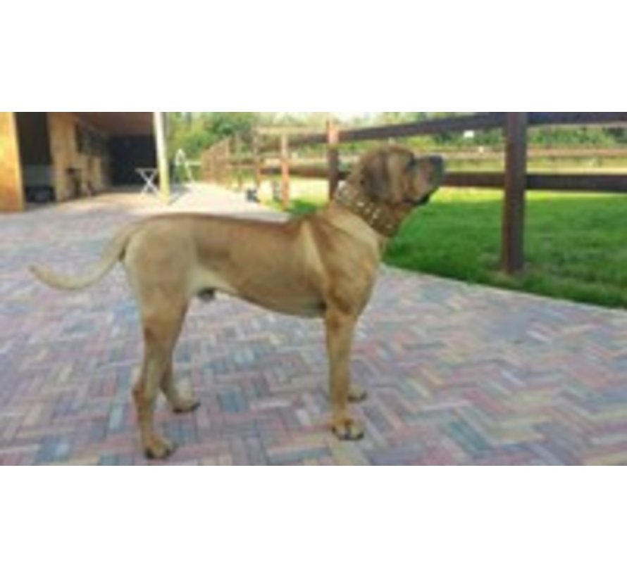 Hondenhalsband Glorious Tan