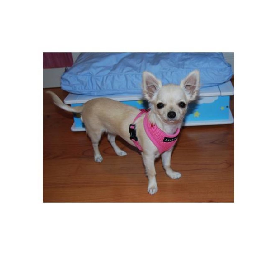 Dog Harness Soft Harness Pink