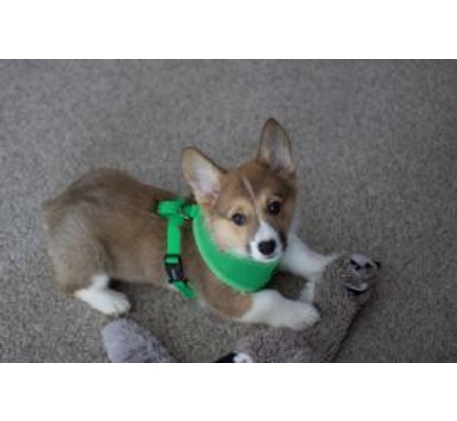 Dog Harness Soft Harness Green