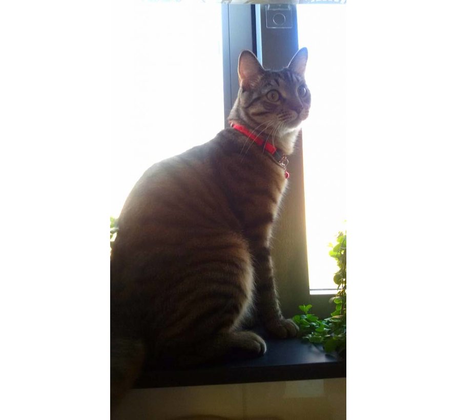 Kattenhalsband KiddyCat Tango Fishbon