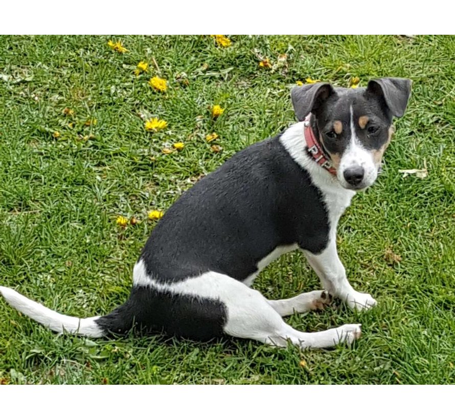 Hondenhalsband Met Naam Roze (Medium)