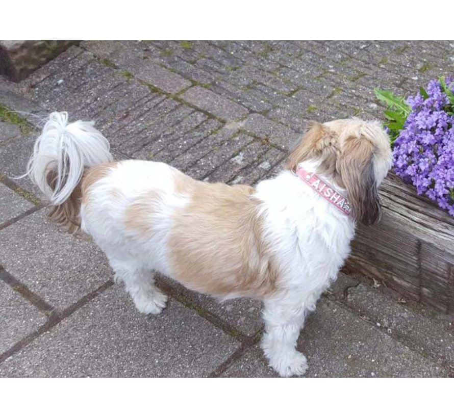 Dog Collar With Name Pink (Medium)