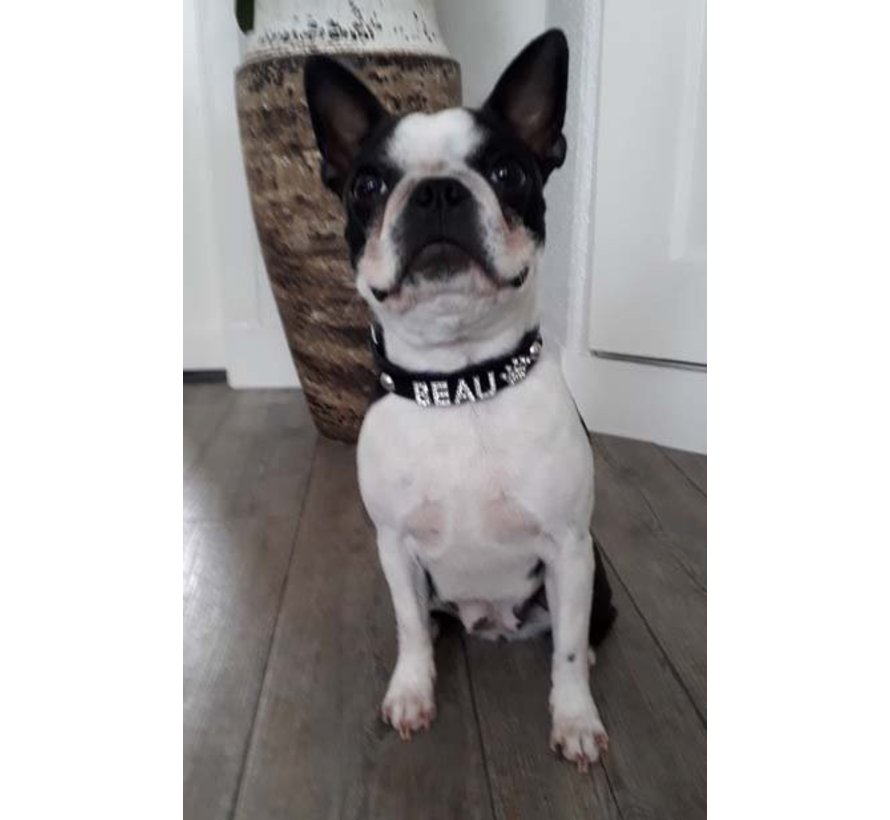 Dog Collar With Name Black (Medium)