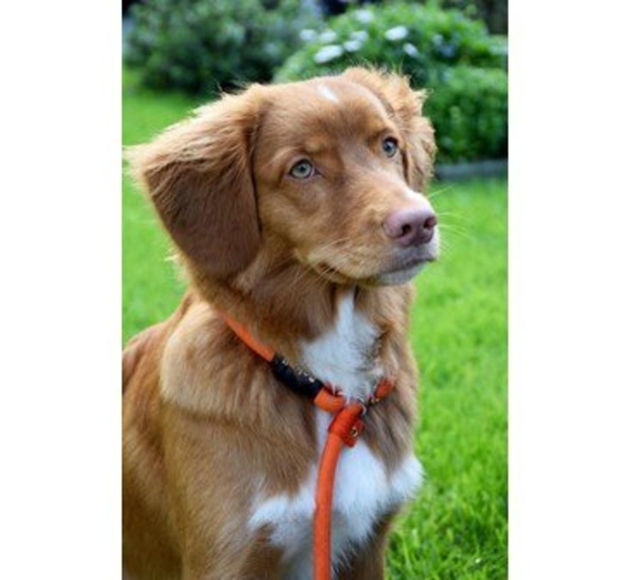 Training Leash Orange