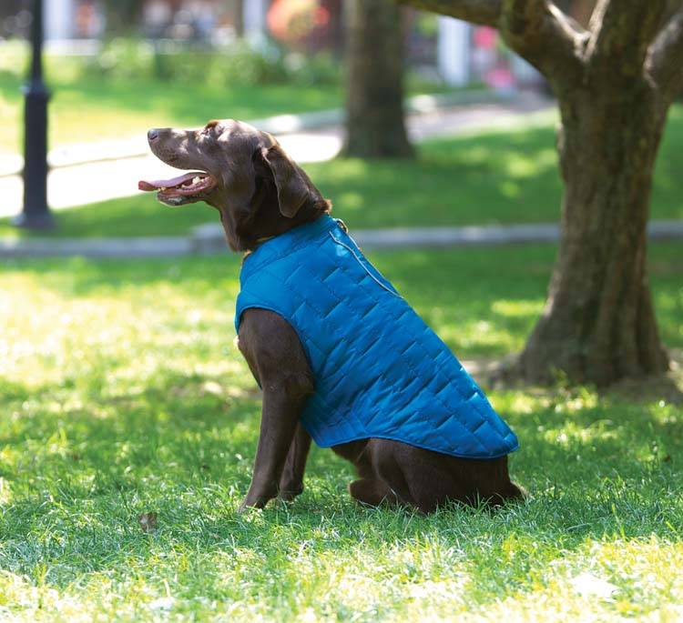 Hondenjas Jacket Loft Blauw / Oranje