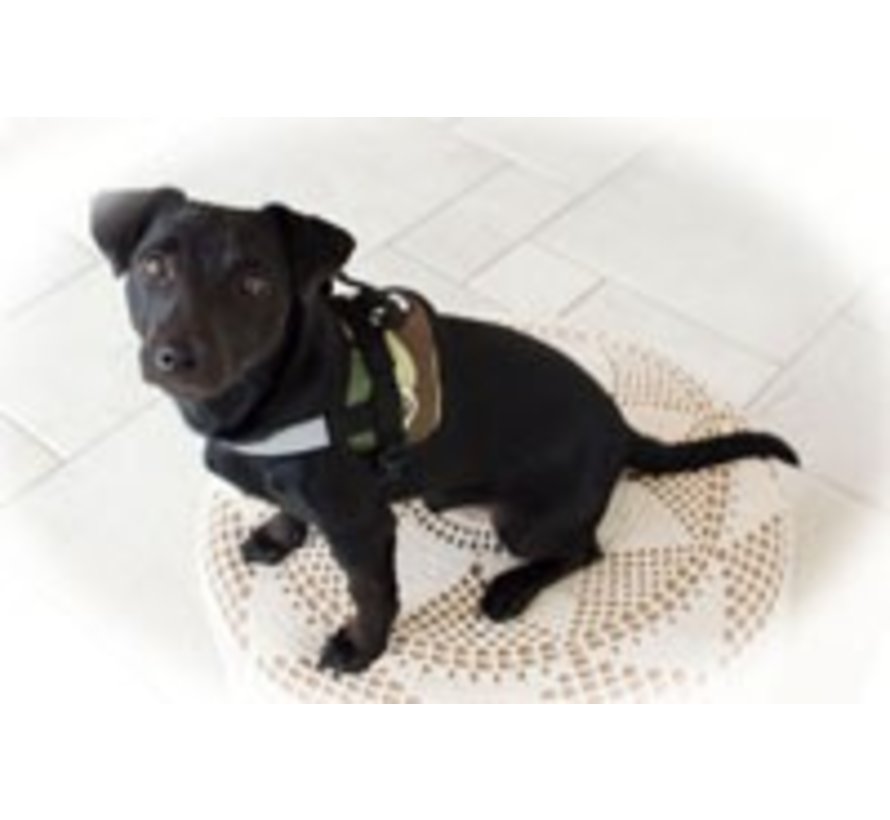 Dog harness Survival harness Camouflage