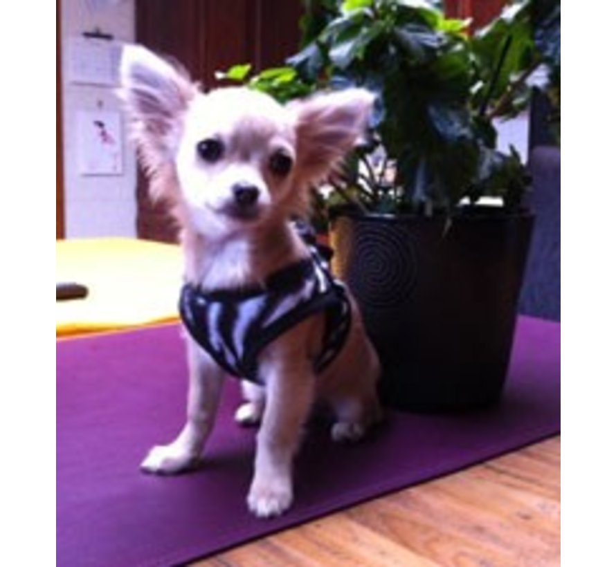 Dog Harness Comfy Harness Zebra