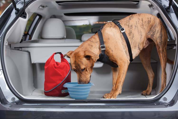 Afbeelding Inklapbare Drinkbak Collaps-a-Bowl Blauw door Petsonline