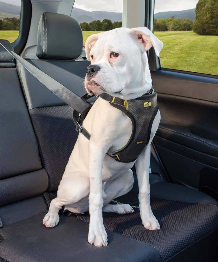 solidariteit Chaise longue steeg Kurgo Hondentuig Impact Dog Car Harness - Petsonline