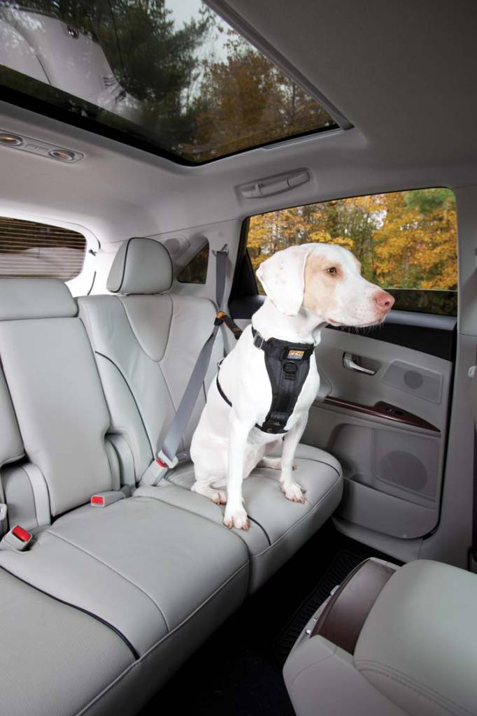 Afbeelding Versterkt Hondentuig voor de auto Zwart door Petsonline