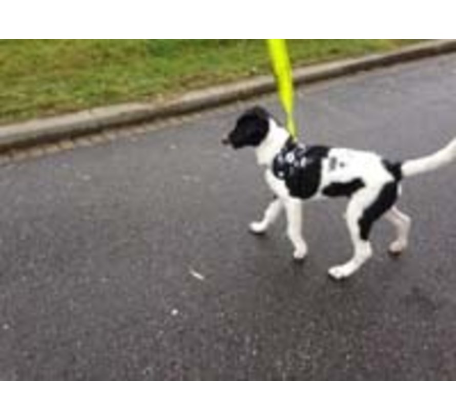 Dog Survival Harness Skull and Bones