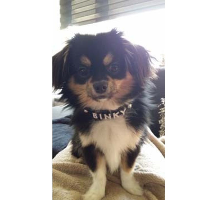 Dog Collar With Name Black (Medium)