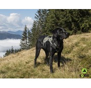 EQDOG Dog Harness Pro Harness Green