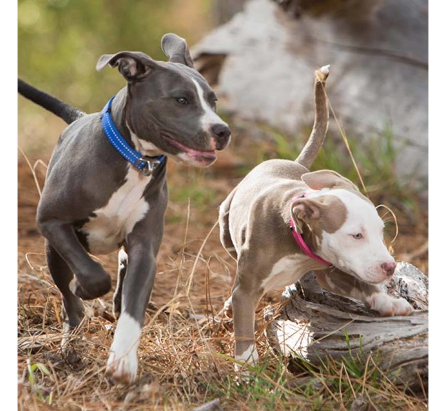 Dog Collar Safety Blue