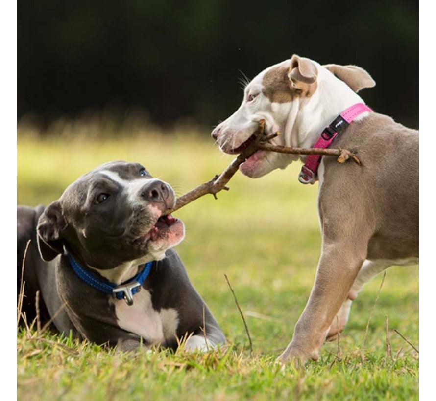 Dog Collar Safety Pink