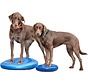 Balanskussen Hond Blauw – Professionele Balanstraining en Fitness