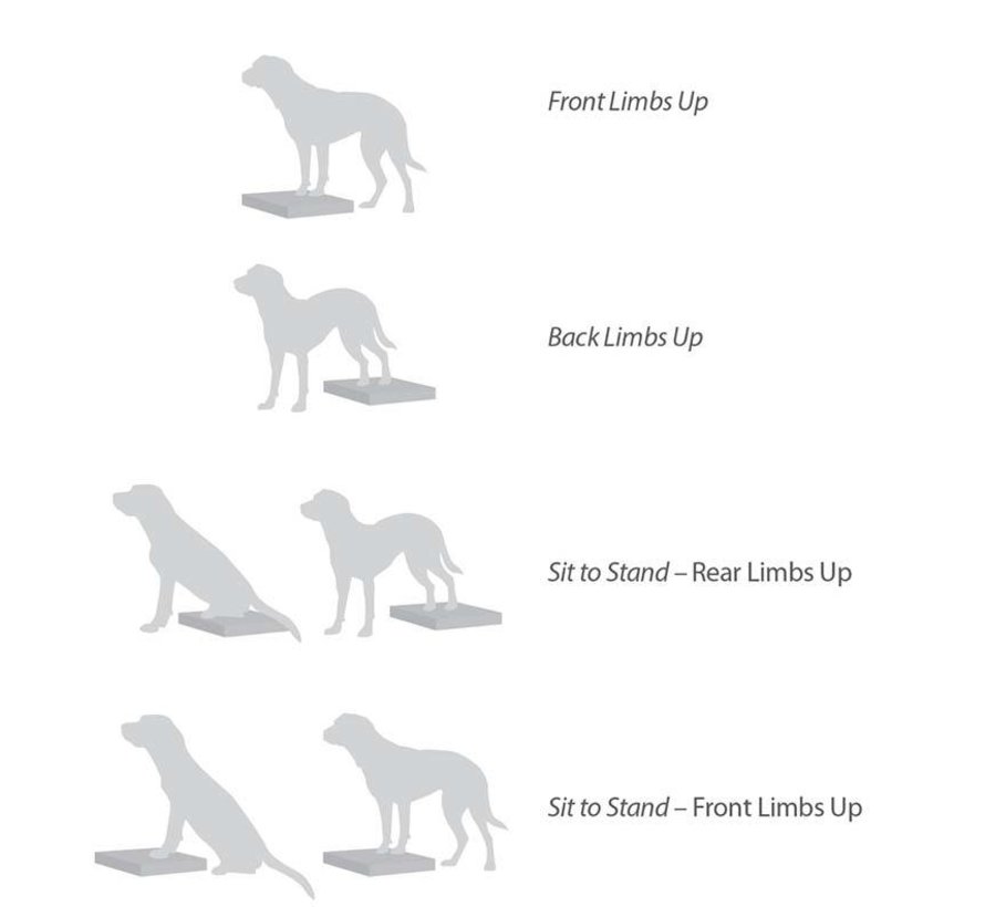 Balansmat voor Honden – Begin met Balans- en Conditietraining