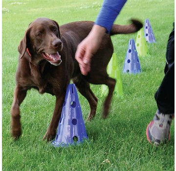 FitPAWS Dog Agility Set – Versatile Home Training Kit