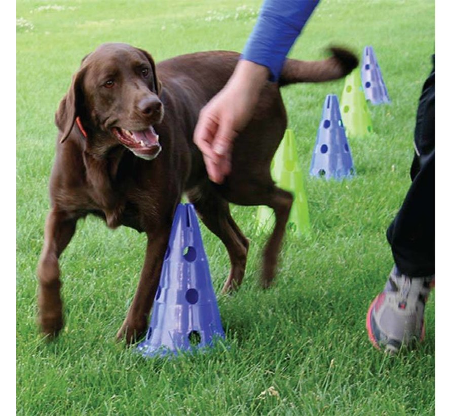 Canine Dog Agility Gym Kit