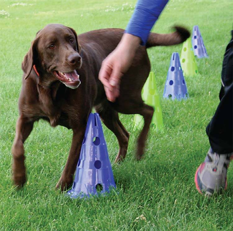 Afbeelding Canine Gym Dog Agility Kit door Petsonline