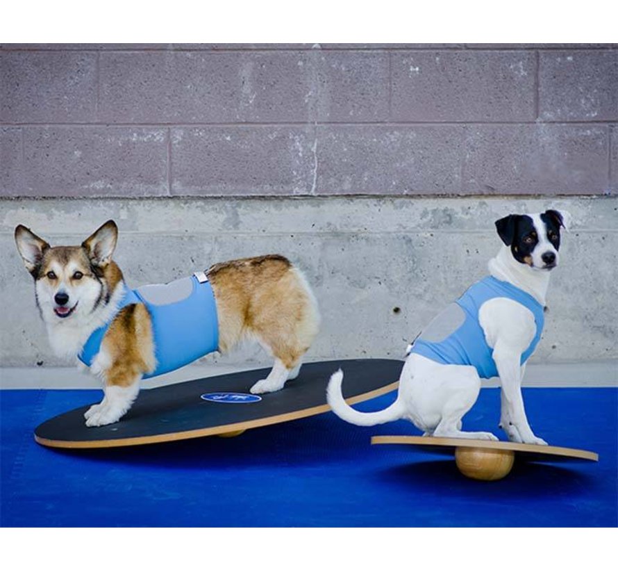 Balansbord voor Honden – Professionele Training en Stabiliteit