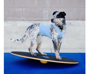 FitPAWS Wobble Board Petsonline