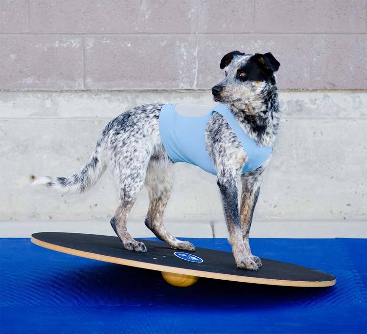 FitPAWS Wobble Board - Ø91,5 cm