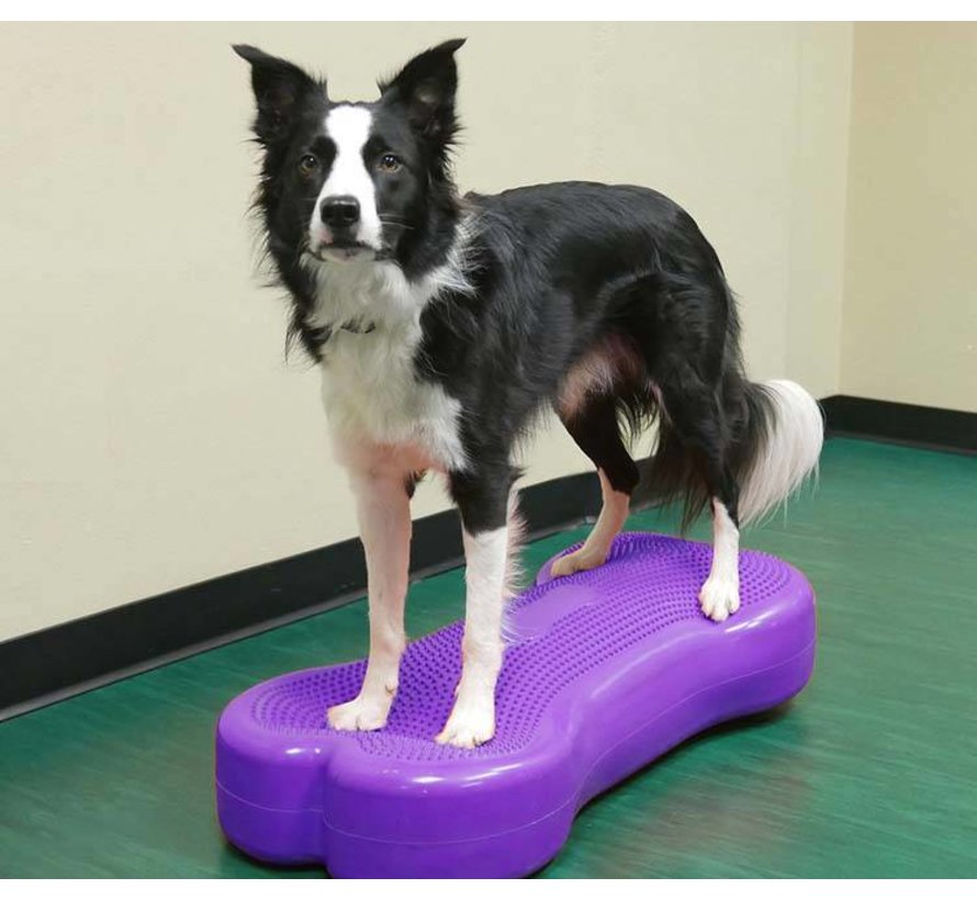 Giant K9FITbone Violet