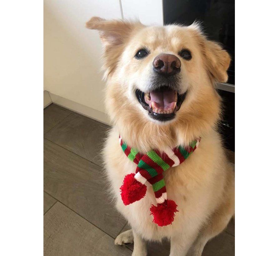 Dog Scarf Christmas