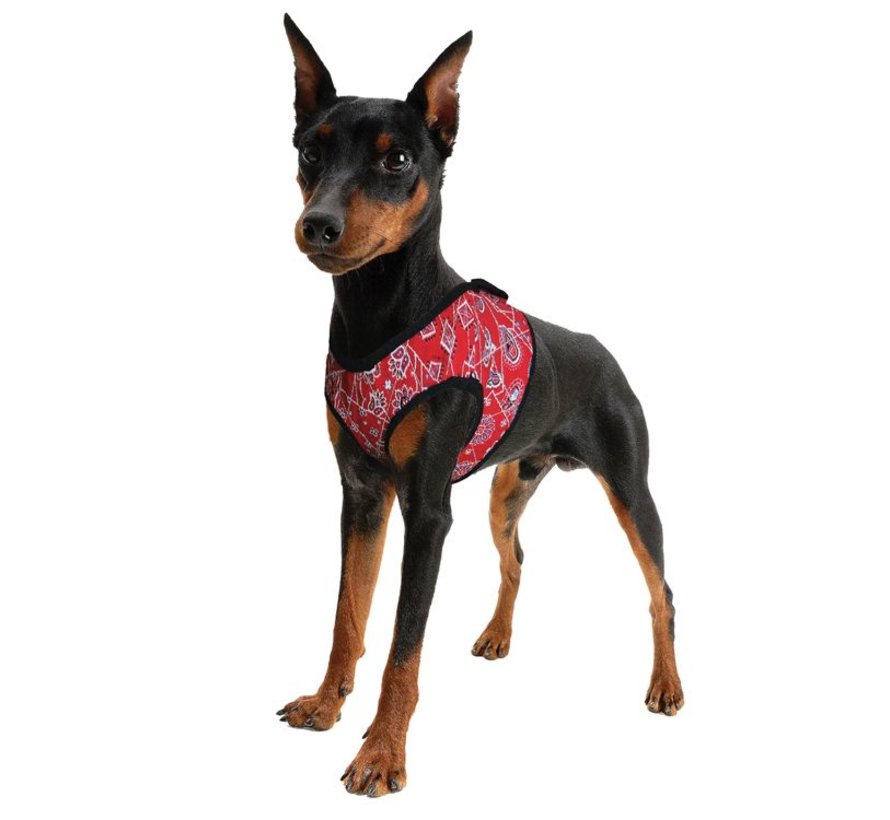 Cool Harness Comfy Roses