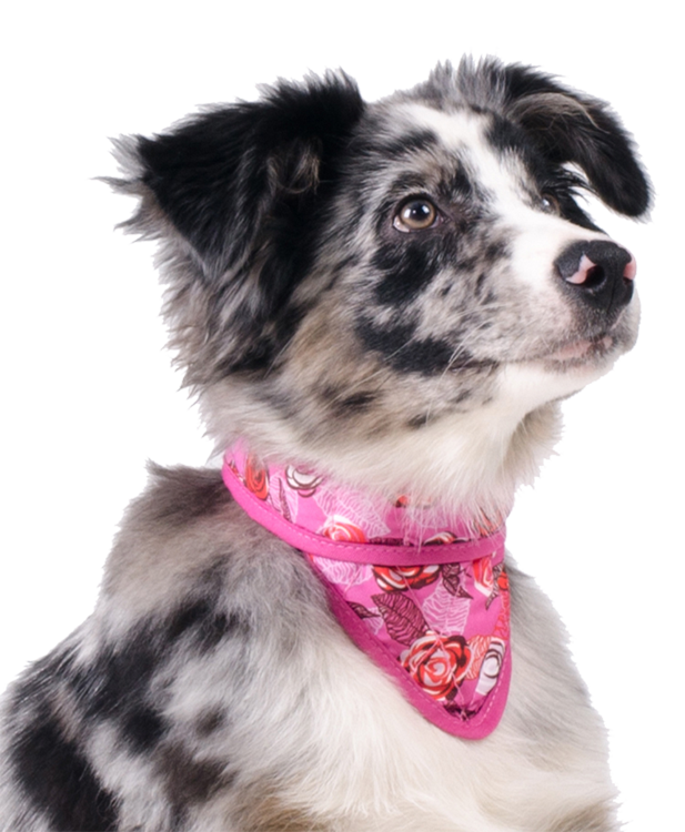 Afbeelding Cooling Pet Bandana Roses door Petsonline