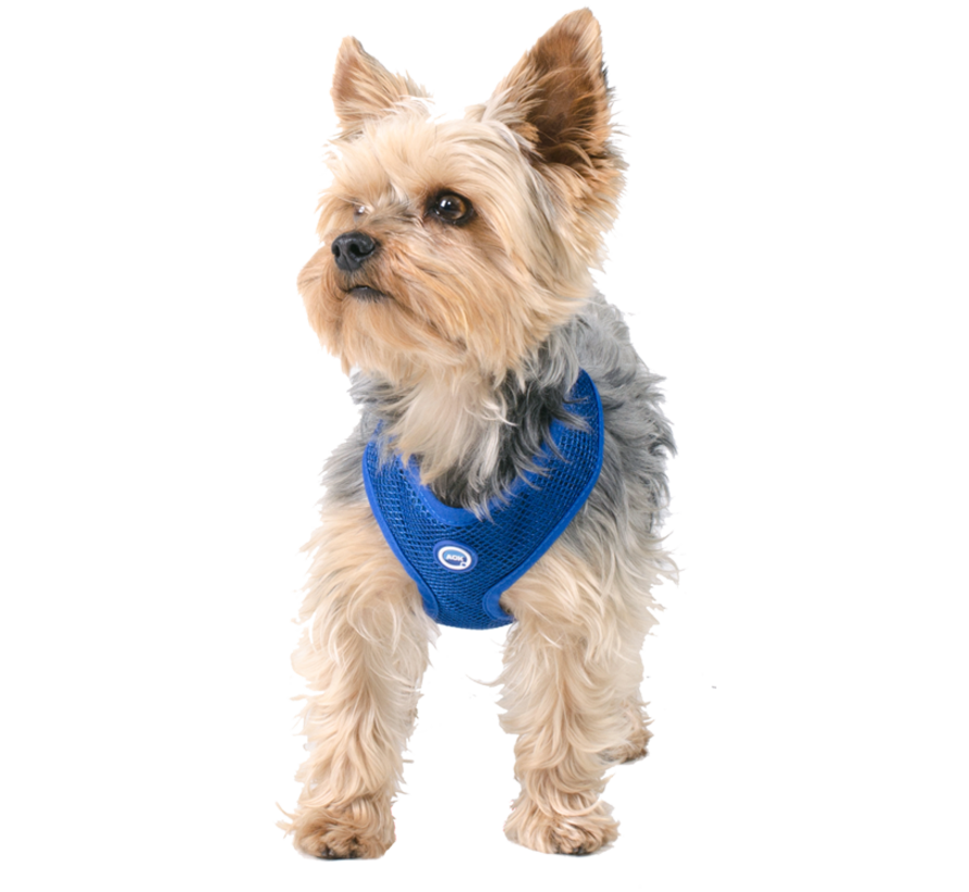 Cool Harness Round Loop Pacific Blue