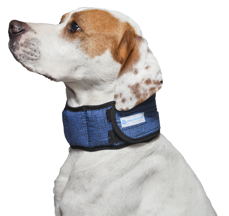 Afbeelding Aqua Coolkeeper Collar - Pacific Blue door Petsonline