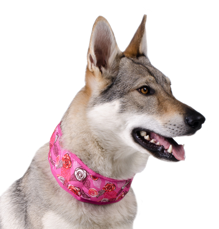 Afbeelding Aqua Coolkeeper Halsband Roses XL door Petsonline