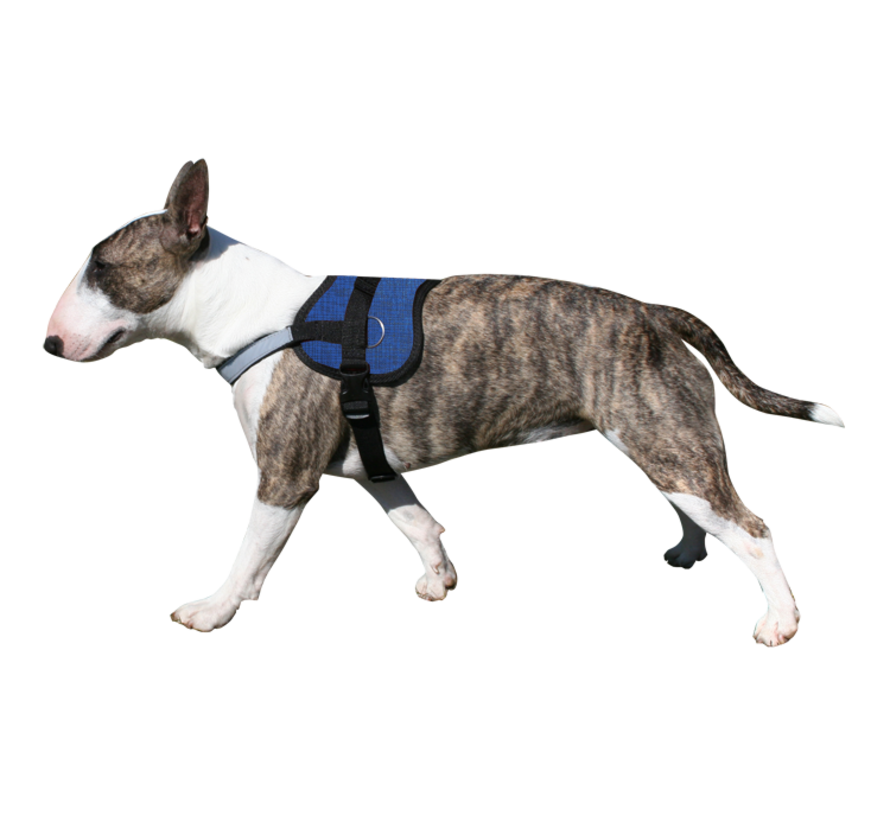 Cool Harness Pacific Blue